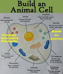 4.2 differences between plant cell and animal cell plant cell 1. Animal Cell Organelles And Function Poster Cell Structures Hands On Activity Animal Cell Animal Cell Project Cell Organelles