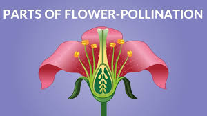 The stamen has two parts: Parts Of Flower Pollination Video Video For Kids Youtube