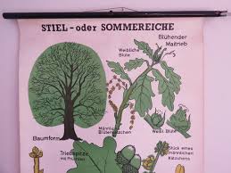 Vintage Oak Tree Roll Down School Chart Botanical Educational Linen Poster Print