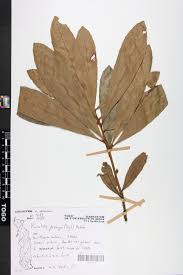 Image result for Synsepalum passargei