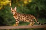 Bengal Kittens For Sale by Reputable Breeders | Pets4You