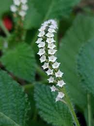 Image result for Heliotropium ciliatum
