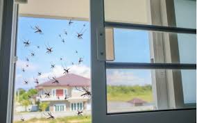 They are nontoxic, require minimal maintenance and they are straightforward to use. How To Get Rid Of Mosquitoes Critter Control Orlando