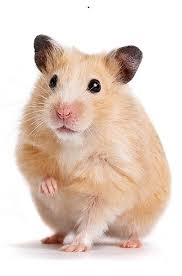 Nguồn gốc và lý do chuột hamster được yêu thích