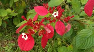 Image result for Mussaenda erythrophylla