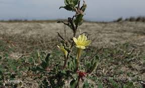 Image result for Oenothera indecora