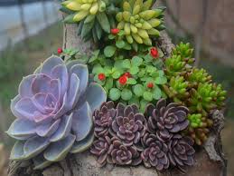 Encuentra cactus suculentas de segunda mano desde $ 0. Fertiliza Tus Suculentas Y Enamorate Del Resultado