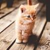 Achte darauf, dass deine katze genug beschäftigung bekommt, damit sie. 1