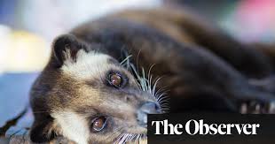 If you know us, you know! The Cruellest Coffee Student Turns To Crowdfunding To Aid The Exploited Civet Technology The Guardian