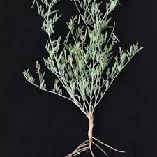 Image result for Indigastrum costatum