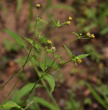 Image result for Galinsoga parviflora