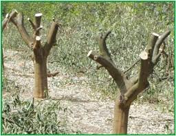 It's also important that homeowners know how to trim a tree. When Life Won T Give You Lemons Bali Advertiser