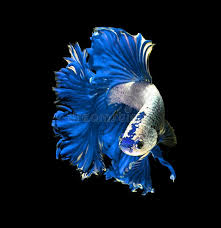 Blue Dragon Betta Fish Betta Fish Types Aquarium Fish