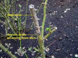 How To Prune Roses 15 Most Effective Tips Pruning Roses Trim Rose Bushes Rose Trees