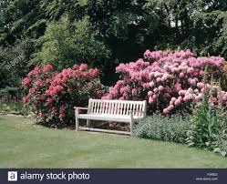 Telecharger Cette Image Banc Blanc En Face De La Frontiere Avec Les Rhododendrons Roses Dans De Grands Pays Jardin Au Printemps Rose Outdoor Outdoor Decor