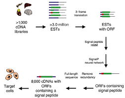 As the reign of the ming dynasty's jiajing emperor approaches its end, trouble finds its way into the palace. An Integrated Functional Genomics Screening Program Reveals A Role For Bmp 9 In Glucose Homeostasis Nature Biotechnology