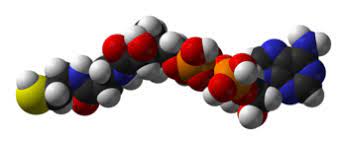 It is promoted as a preventive agent for cardiovascular diseases, parkinson's disease. Coenzyme A Wikipedia