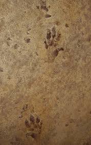 San diego's tim dehnert aka traces released an enduring ballad titled waited his latest offering in anticipation of his forthcoming debut album, 6 hrs. Trace Fossil Wikipedia