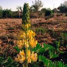 Image result for Lupinus mexicanus