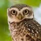 Saw-whet Owl Banding event image