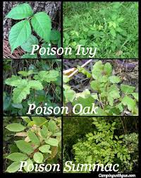 How To Identify Poison Ivy Oak And Sumac And Treatments Remedies Poison Ivy Plants Survival Life Hacks Ivy Plants