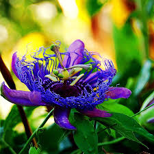 Compact disc (cd) + digital album. Purple Passion Flower Photograph By Tammy Dial Gray