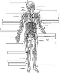 Circulatory System Labeling Human Anatomy And Physiology Human Anatomy Anatomy