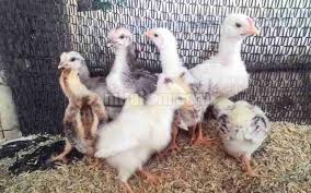 Dikalangan penggemar ayam bangkok, bentuk serta ciri fisiknya dipercaya mampu menggambarkan kualitas ayam bangkok. 18 Tips Cara Pemisahan Dan Merawat Anak Ayam Kampung Dalam Kotak Indukan Berita Pertanian Mitalom