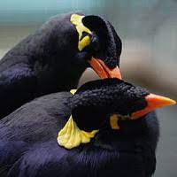 Amar Sonar Moyna Pakhi Song Lyrics And Music By Folk Arranged By Poth Hara Pothik On Smule Social Singing App