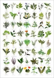 herbs table chart pdf plant identification plants herbs