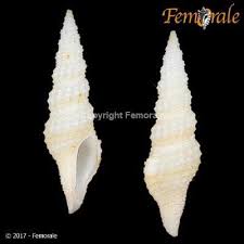 Image result for Tristicha