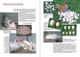 Seramas proudly hold the title of smallest breed of chicken in the world. The New Serama Book Chickencolours Com