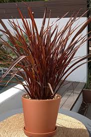 Image result for Phormium