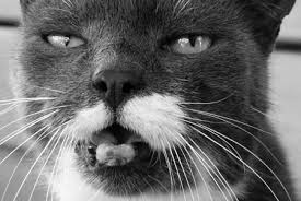 Home treatment for tumors in pets include turmeric, castor oil, essiac tea and dietary changes. Oral Cancer In Cats Cat World