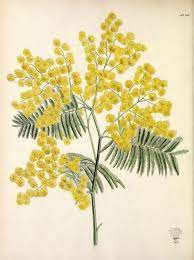 Acacia Cerca Amb Google Botanical Illustration Botanical Drawings Flower Illustration