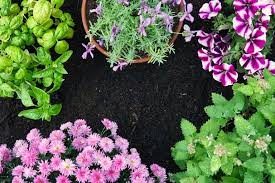 While certain types of herbs attract flies, others repel flies. 16 Plants That Repel Unwanted Insects Including Mosquitoes