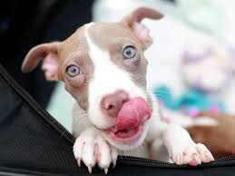 Why go to a dog breeder, cat breeder or pet store. Bay County Animal Shelter Adoption Event Draws Large Crowd