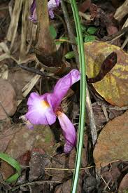 Image result for Aframomum alboviolaceum