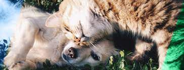 We previously saw someone at the raleigh hills veterinary clinic, but the office is always losing our paperwork and the vets always seem too busy to give. Vista Pet Hospital Reviews Facebook
