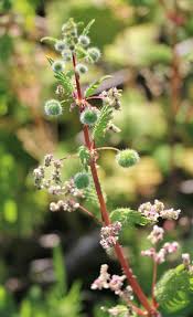 Image result for Urticaceae