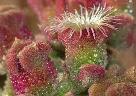 Pin On Unique House Plants