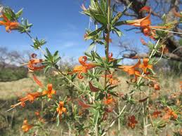 Image result for Anisacanthus