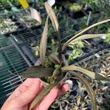 Image result for Oeceoclades