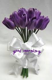 Good Morning Purple Tulips Purple Flowers Tulip Flower Pictures