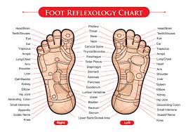Foot Reflexology Chart Vector Welovesolo