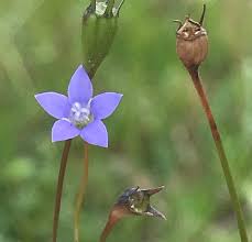 Image result for Wahlenbergia perrottetii
