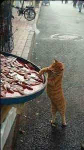Togay Gemalmaz Adli Kullanicinin Anadolu Yasam Ve Manzaralari Panosundaki Pin Kedi Esprileri Komik Hayvan Fotograflari Komik Hayvan