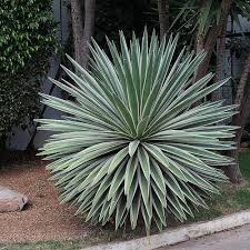 Des Idees De Plantes Et D Amenagements Pour Un Jardin Sec Jardinage Cactus Jardin Cactus Damenagements De De Jardines Diseno De Jardin Plantas Jardin