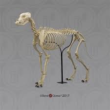 Media in category cat leg bones. Large Dog Skeleton Articulated Bone Clones Inc Osteological Reproductions