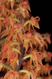 Image result for Polystachya albescens